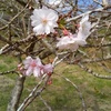 11月4日、桜の花を名栗湖の手前で発見（名栗湖は通行止め）