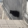 毎度の猫舌に参る