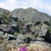 千島列島の名前を持つ高山植物