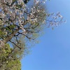 葉桜をみて感じて過ぎていく時間の大切さ🌸🌱