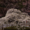 大原野神社の千眼桜が満開でした。