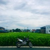 キャンディキャンディ