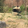 ＃上野動物園にも行きました