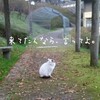 ボサ猫（3）