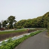 宇治抹茶フレンチクルーラー。