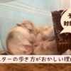 ハムスターの歩き方がおかしい原因は？疑われる病気とケガを解説