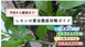 【レモン】毎年来る害虫を成敗！アゲハ・エカキムシなど種類別に対策・駆除法まで