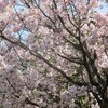 近所の桜　’２１