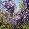 南足柄千津島の藤！開成水辺公園！フォレストスプリングスでのんびり