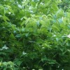 ヤマボウシ