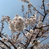 お花見③〜近所の公園〜