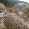 桜の吉野山にて