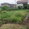 エンサイとオカヒジキも救出