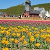 かみゆうべつチューリップ公園