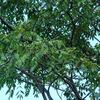 夕張を薬木の里に　キハダの苗木約７５０本を植樹