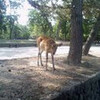 朝の奈良公園の鹿さん
