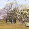 乙戸沼公園のこぶしと桜（土浦市）～つくば市とその周辺の風景写真案内（７２５）