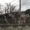 白梅