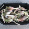 ミョウガ収穫（茗荷）