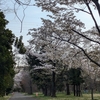 ４．１１（金・曇雷）春雷。桜の新聞。