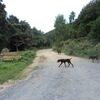 「アレム・ダー（山）の野良犬たち」