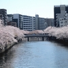 花見缶ビールも桜もよう