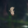 アカハライモリ Cynops pyrrhogaster