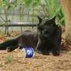 猫も昼間から一杯