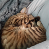 【春眠暁を覚えず】春の陽気と猫で二度寝がやめられない・・・