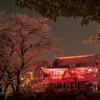 上野　夜桜