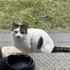 黒猫ダブル行方不明から2日目の朝はおばあちゃん野良猫