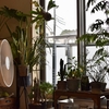 引っ越しそうそうの我が家の植物たち。