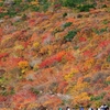 2016年10月10日～11日に､栃木県の那須茶臼岳に行ってきた時の写真です(見頃は現在「牛ヶ首」周辺のみ)｡