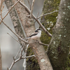 野鳥撮影記 2月24日　