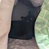 ◆二代目ナースキャット
