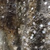「金のなる石」を山形 立石寺で見つけた
