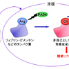 抗CCP抗体は何がきっかけで陽性になるのか？