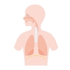  【登録販売者試験】人体の構造と働き～消化器系②咽頭・食道・胃～【第２章ポイント】