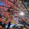 11月のカマス釣り