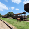 鉄道草