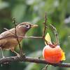 柿の実を啄むガビチョウ