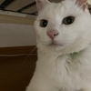 お薦めの本📚　幸せになりたければねこと暮らしなさい
