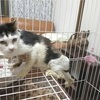 明らかに小さく汚れた子猫？前田さん編