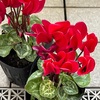 失せ物見つからずで落ち込んだので、花を買い、クリスマスのケーキを焼いています。