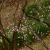 老の山公園の梅が満開見頃