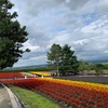 ファーム富田のカラフルな花畑 ラベンダーの街富良野　【駅チカ観光地】