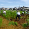 神原町花の会(神原会)(４６３)      協同活動によるコスモスの整理