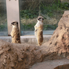 ２０１７／１１　東武動物公園