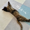 わがやのねこねこ長さ選手権はじまりました！