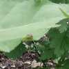 傘もたずコンビニ前の虎が雨